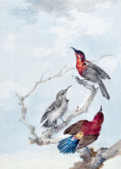 Três pássaros-sol vermelhos de Aert Schouman