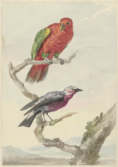 Dois pássaros, incluindo um papagaio vermelho-verde de Aert Schouman