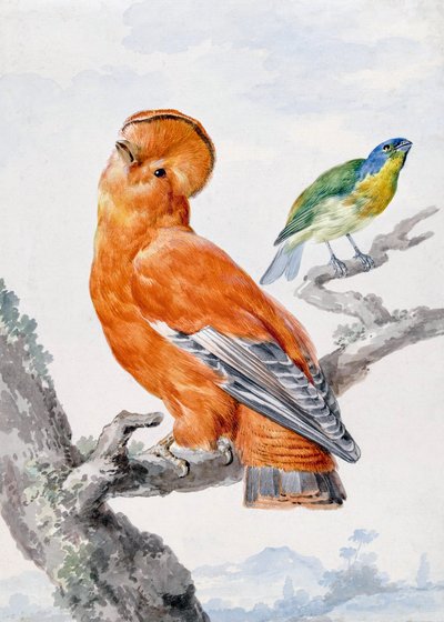 Duas aves exóticas de Aert Schouman