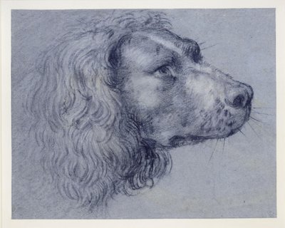 Estudo de cabeça de um spaniel de Agostino Carracci