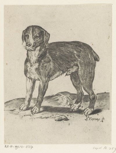 Cão de pé de Agostino Carracci