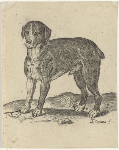 Cão de pé de Agostino Carracci