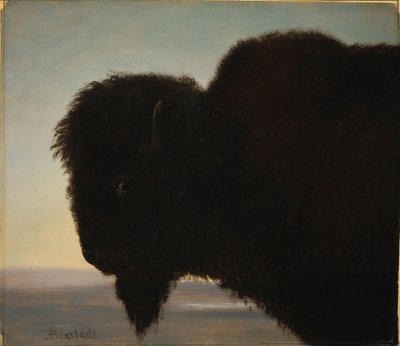 Cabeça de búfalo de Albert Bierstadt