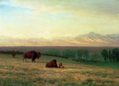 Búfalo nas planícies, c.1890 de Albert Bierstadt