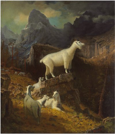 Rocky Mountain Goats, c.1885 (óleo sobre tela) de Albert Bierstadt