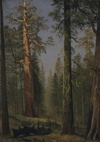 A Sequoia Gigante Grizzly, Mariposa Grove, Califórnia de Albert Bierstadt