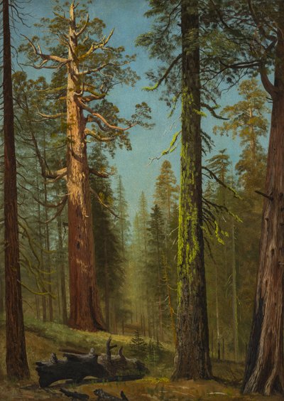 A sequóia gigante «Grizzly», Mariposa Grove, Califórnia de Albert Bierstadt