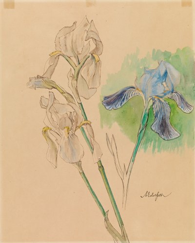 Íris de Albert Edelfelt