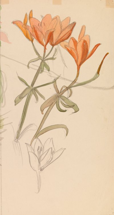 Orange Lilien de Albert Edelfelt