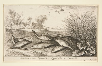 Aculeatus ou Spinachia. eu de Albert Flamen