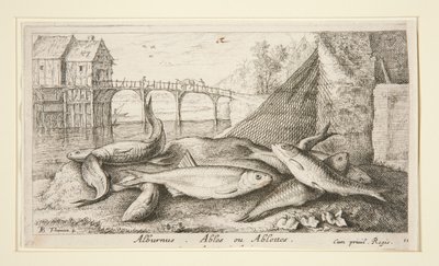 Alburnus. Ablettes ou Ablettes de Albert Flamen