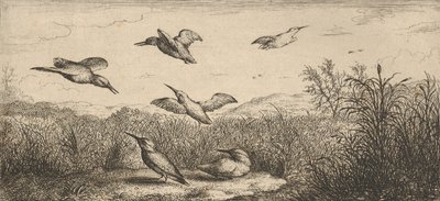 Alcedo, Martin-pescheur O Martim-pescador: Livre d
