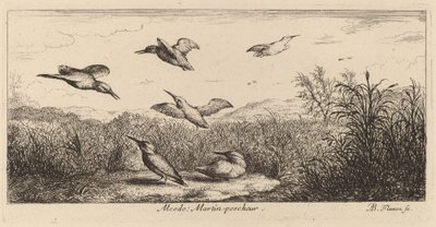 Alcedo, O Martim-pescador de Albert Flamen