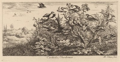 Carduelis, O Pintassilgo de Albert Flamen