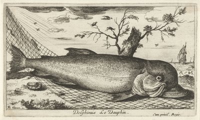 Golfinhos numa rede de pesca
Delphinus Le Dauphin (título sobre o objecto)
Peixes e outros animais marinhos - terceira série de água salgada (título da série)
Poissons de mer (título da série) de Albert Flamen