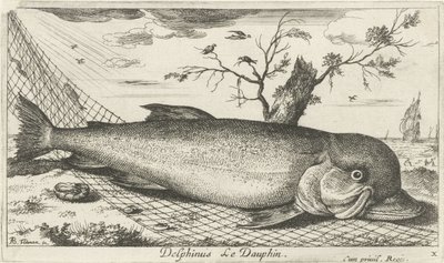 Golfinho em uma rede de pesca Delphinus Le Dauphin. (título no objeto) Peixes e outras criaturas marinhas - terceira série de água salgada (título da série) Poissons de mer (título da série) de Albert Flamen