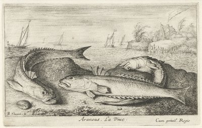 Três weevers manchados na praia Araneu. LaVie. (título no objeto) Peixes e outras criaturas marinhas - segunda série de água salgada (título da série) Poissons de mer (título da série) de Albert Flamen