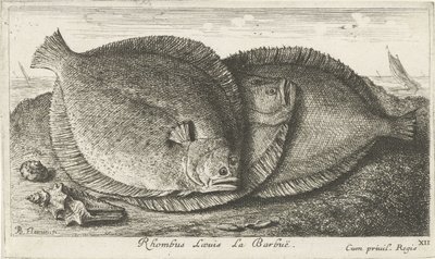 Três pintos na praia
Rhombus Laeuis La Barbuë (título sobre o objecto)
Peixes e outros animais marinhos - terceira série de água salgada (título da série)
Poissons de mer (título da série) de Albert Flamen