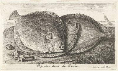 Três pintos na praia
Rhombus Laeuis La Barbuë (título sobre o objecto)
Peixes e outros animais marinhos - terceira série de água salgada (título da série)
Poissons de mer (título da série) de Albert Flamen