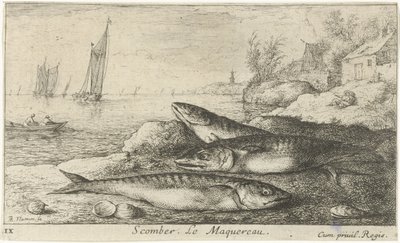 Três cavalas na praia Scomber. Le Maquereau. (título no objeto) Peixes e outras criaturas marinhas - primeira série de água salgada (título da série) Diverse Especes de Poissons de mer (título da série) de Albert Flamen