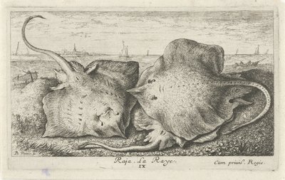 Três raios na praia
Raja. La Raye. (título sobre o objecto)
Peixes e outros animais marinhos - água salgada segunda série (título da série)
Poissons de mer (título da série) de Albert Flamen