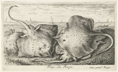 Três raios na praia
Raja. La Raye. (título sobre o objecto)
Peixes e outros animais marinhos - água salgada segunda série (título da série)
Poissons de mer (título da série) de Albert Flamen