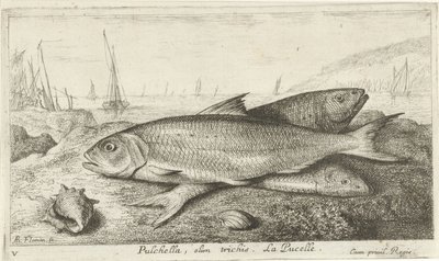 Três peixes na praia Pulchella, olim trichis. La Pucelle. (título no objeto) Peixes e outras criaturas marinhas - primeira série de água salgada (título da série) Diverse Especes de Poissons de mer (título da série) de Albert Flamen