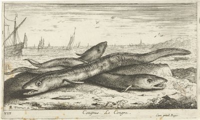 Três enguias do mar na praia Congresso Le Congresso. (título no objeto) Peixes e outras criaturas marinhas - primeira série de água salgada (título da série) Diverse Especes de Poissons de mer (título da série) de Albert Flamen