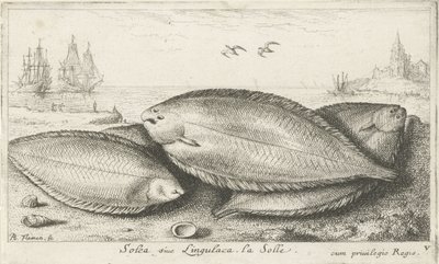 Três solas na praia Solea siue Lingulaca. La Solle. (título no objeto) Peixes e outras criaturas marinhas - terceira série de água salgada (título da série) Poissons de mer (título da série) de Albert Flamen