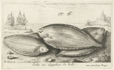 Três línguas de mar na praia
Solea siue Lingulaca. La Solle. (título sobre o objecto)
Peixes e outros animais marinhos - terceira série de água salgada (título da série)
Poissons de mer (título da série) de Albert Flamen