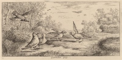 Garrulus, O Jay de Albert Flamen