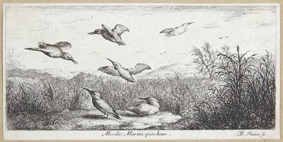 O Rei Pescador (Alcedo) de Albert Flamen