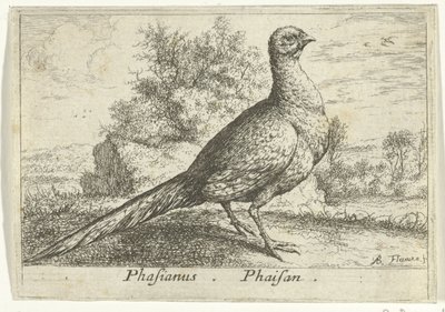 Landschap conheceu fazant Faisão Faisão. (título no objeto) Treze pássaros (título da série) Diferentes Espécies de Aves (título da série) de Albert Flamen