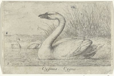 Paisagem com cisne
Cygnus. Cygnus. (título sobre o objecto)
Treze espécies de aves (título da série)
Diuersae Auium Specie (título da série) de Albert Flamen