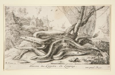 Muraena ou Lampetra. La Lamproye de Albert Flamen