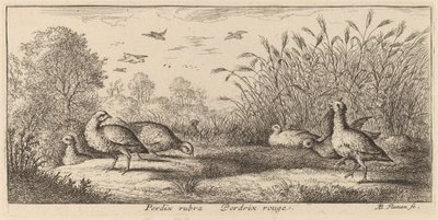 Pedrix rubra, a perdiz de patas vermelhas de Albert Flamen