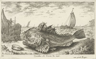 Poo na praia Cuculus. Le Coccu de mer (título no objeto) Peixes e outras criaturas marinhas - primeira série de água salgada (título da série) Diverse Especes de Poissons de mer (título da série) de Albert Flamen