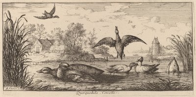 Querpedula, a cerceta de Albert Flamen