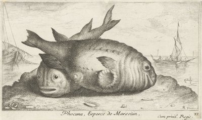 Dois botos na praia
Phocana, Espesce de Marsoüin, (título sobre o objecto)
Peixes e outros animais marinhos - terceira série de água salgada (título da série)
Poissons de mer (título da série) de Albert Flamen
