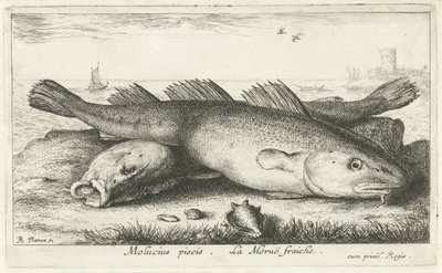 Dois kabeljouwen na praia
Molucius piscis. Le Moruë fraiche. (título sobre o objecto)
Peixes e outros animais marinhos - água salgada segunda série (título da série)
Poissons de mer (título da série) de Albert Flamen