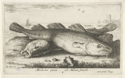 Dois bacalhaus na praia Molucius piscis. Le Morue Fraiche. (título no objeto) Peixes e outras criaturas marinhas - segunda série de água salgada (título da série) Poissons de mer (título da série) de Albert Flamen