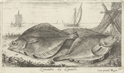 Dois dabs na praia
Limanda. La Limande. (título sobre o objecto)
Peixes e outros animais marinhos - terceira série de água salgada (título da série)
Poissons de mer (título da série) de Albert Flamen