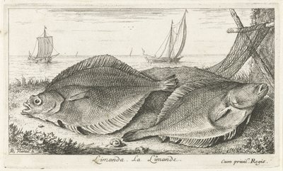 Dois dabs na praia
Limanda. La Limande. (título sobre o objecto)
Peixes e outros animais marinhos - terceira série de água salgada (título da série)
Poissons de mer (título da série) de Albert Flamen