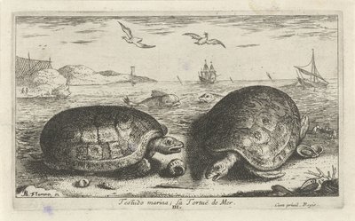 Duas tartarugas na praia
Testudo marina; La Tortuë de Mer (título sobre o objecto)
Peixes e outros animais marinhos - água salgada segunda série (título da série)
Poissons de mer (título da série) de Albert Flamen