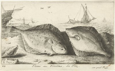 Dois solha na praia Flesus siue Fleteletus. La fléz. (título no objeto) Peixes e outras criaturas marinhas - primeira série de água salgada (título da série) Diverse Especes de Poissons de mer (título da série) de Albert Flamen
