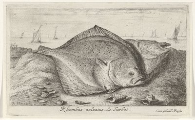 Dois pregados na praia Rhombus acleatus. Le Turbot. (título no objeto) Peixes e outras criaturas marinhas - terceira série de água salgada (título da série) Poissons de mer (título da série) de Albert Flamen
