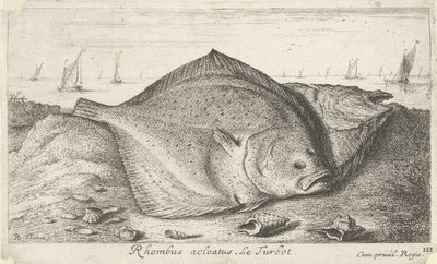 Dois pregados na praia
Rhombus acleatus. Le Turbot. (título sobre o objecto)
Peixes e outros animais marinhos - terceira série de água salgada (título da série)
Poissons de mer (título da série) de Albert Flamen