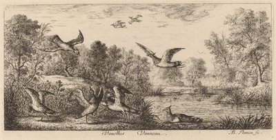Vanellus, O Abibe de Albert Flamen