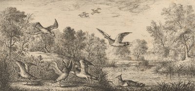 Vanellus, Vanneau O Abibe: Livre d