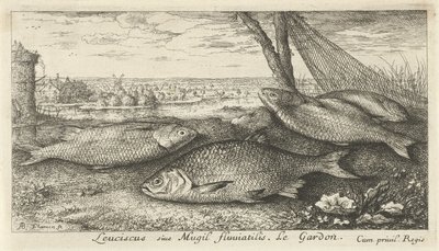 Quatro frentes brancas perto de uma rede de pesca
Leuciscus siue Mugil fluuiatilus. Le Gardon. (título sobre o objecto)
Peixes e outros animais marinhos - primeira série de água doce (título da série)
Diverses Especes de Poissons d